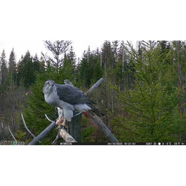 NITEforce Outlaw 30MP 4G 4K bezvadu novēro&scaron;anas kamera